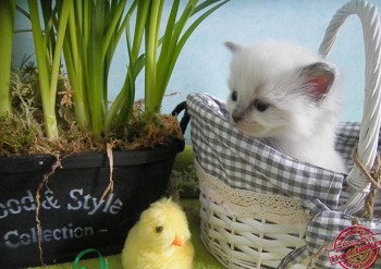 mâle blue point-mitted - réservé - Chatterie Ragdolls du Val de Beauvoir